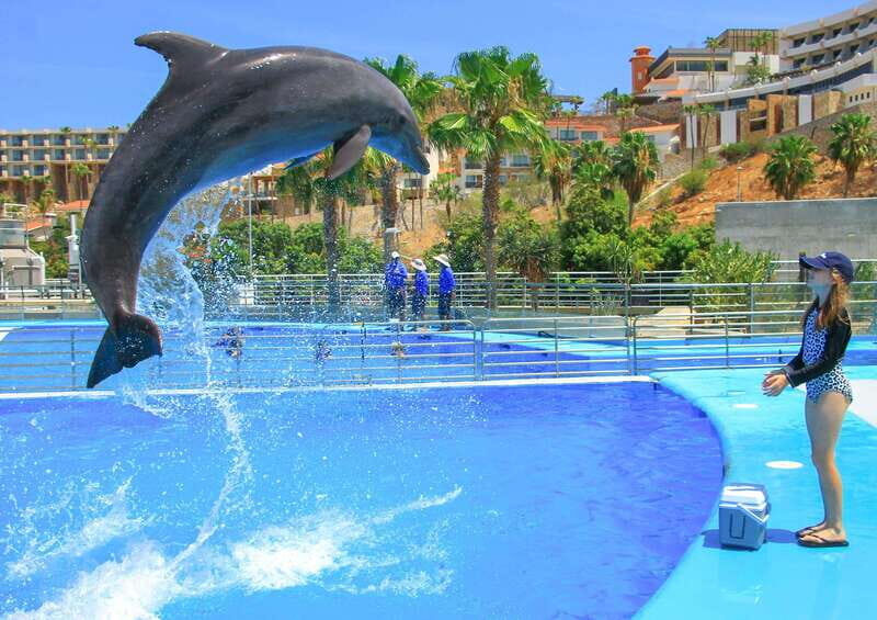 Cabo San Lucas: Dolphin Trainer For a Day Experience - What to Expect from the Experience