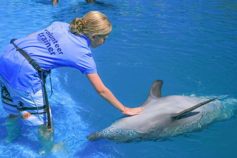 Cabo San Lucas: Dolphin Trainer For a Day Experience - The Sum Up