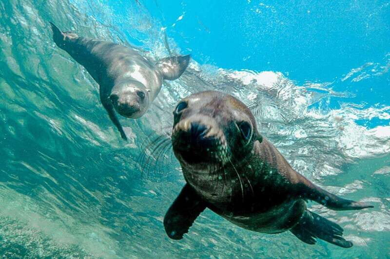 Cabo San Lucas: Local Dives (CSL Marine Park) and Corridor. - Key Points