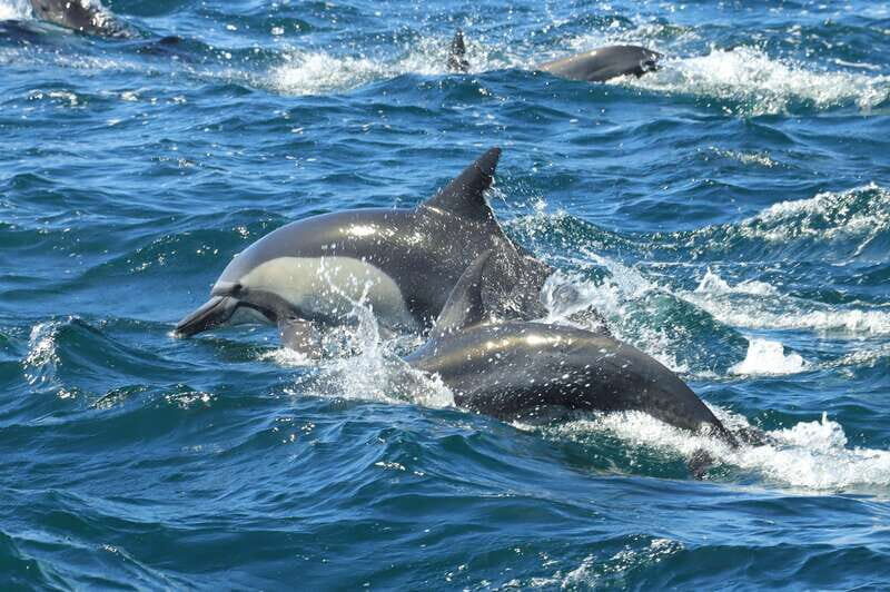 Cabo San Lucas: Luxury Catamaran and Snorkelling with Lunch - Who Will Love This Tour?