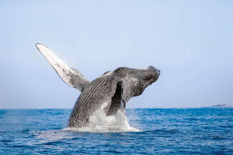 Cabo San Lucas: Luxury Catamaran Whale Watching Experience - Key Points