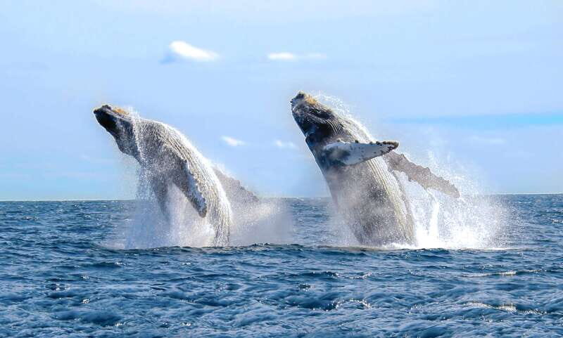 Cabo San Lucas: Luxury Catamaran Whale Watching Experience - Overview of the Experience