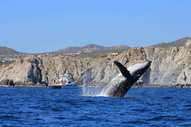 Cabo San Lucas: Luxury Catamaran Whale Watching Experience - Why This Tour is a Good Deal