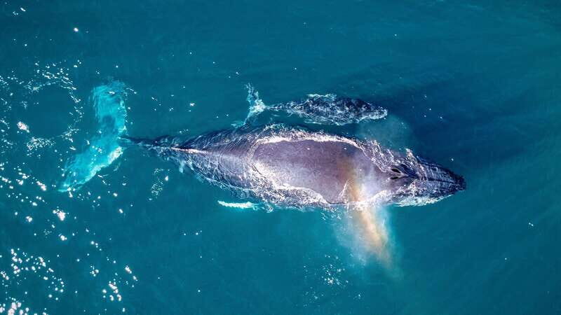 Cabo San Lucas: Luxury Catamaran Whale Watching Experience - Authenticity and Customer Feedback