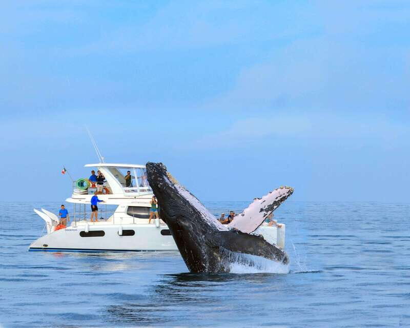 Cabo San Lucas: Luxury Catamaran Whale Watching Experience - Practical Tips for Travelers