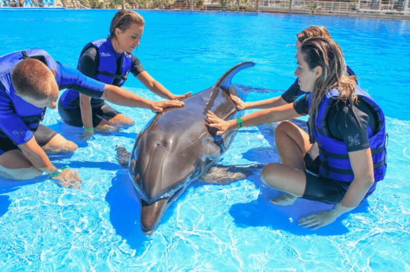 Cabo San Lucas/San Jose del Cabo: Dolphin Encounter - A Deep Dive Into the Dolphin Encounter Experience