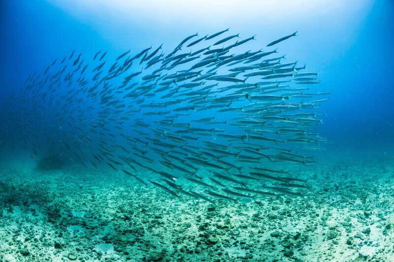 Cabo San Lucas: Snorkel, Lunch and Sail Experience - An In-Depth Look at the Tour