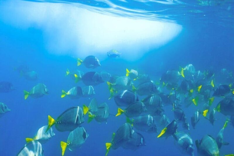 Cabo San Lucas: Snorkeling and Sailing Cruise with Lunch - The Experience Breakdown: What to Expect