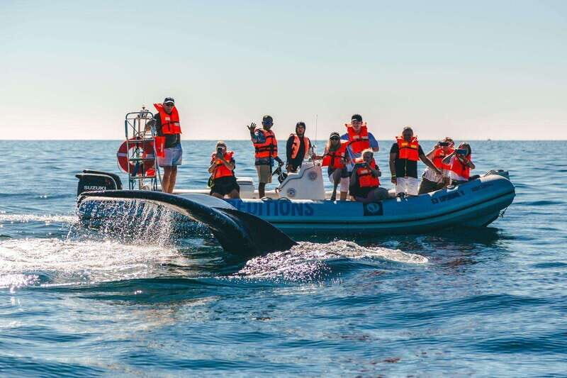 Cabo San Lucas: Up-Close Whale Watching Small-Group Tour - Final Thoughts