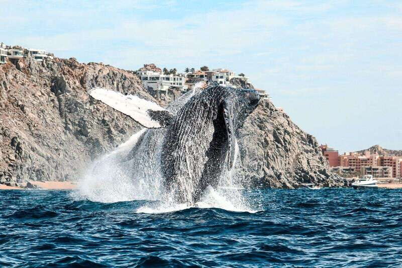 Cabo San Lucas: Up-Close Whale Watching Small-Group Tour - FAQs