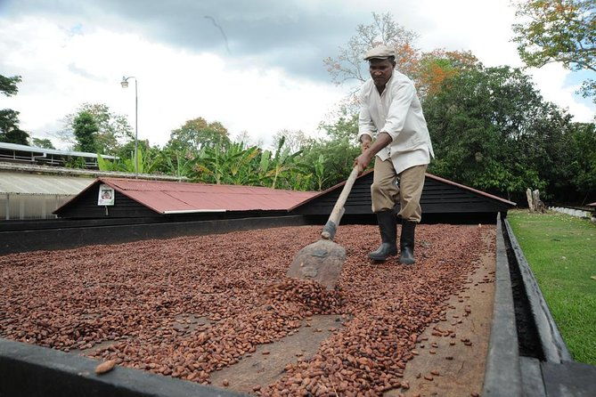 cacao-plantation-and-chocolate-factory-tour-chocolate-lovers