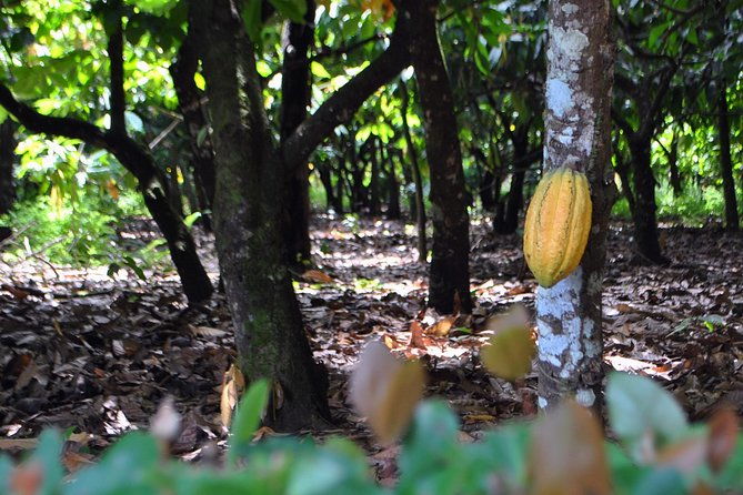 cacao-trail-and-making-of-chocolate-tour-from-santo-domingo