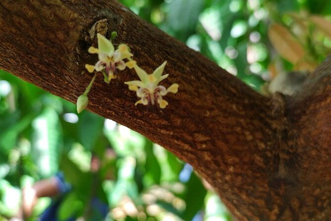 cacao-walking-tour-in-puerto-rico