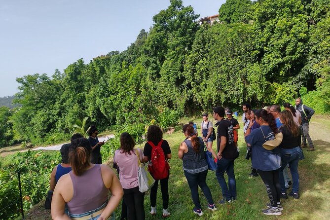 cacao-walking-tour-in-puerto-rico