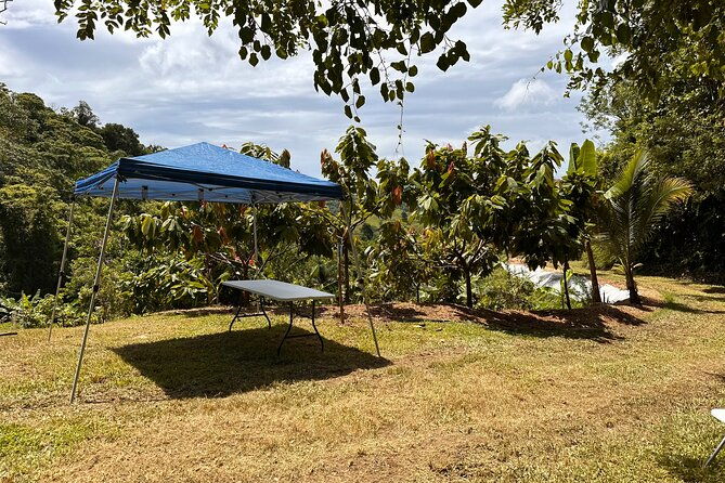 cacao-walking-tour-in-puerto-rico