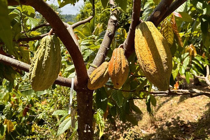 cacao-walking-tour-in-puerto-rico