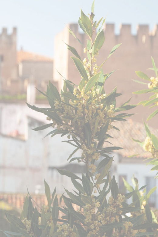 caceres-city-highlights-walking-tour-with-local-guide