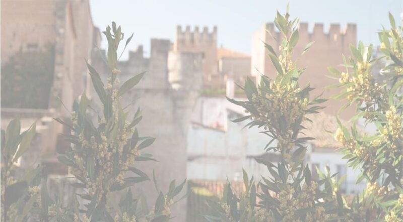 caceres-city-highlights-walking-tour-with-local-guide