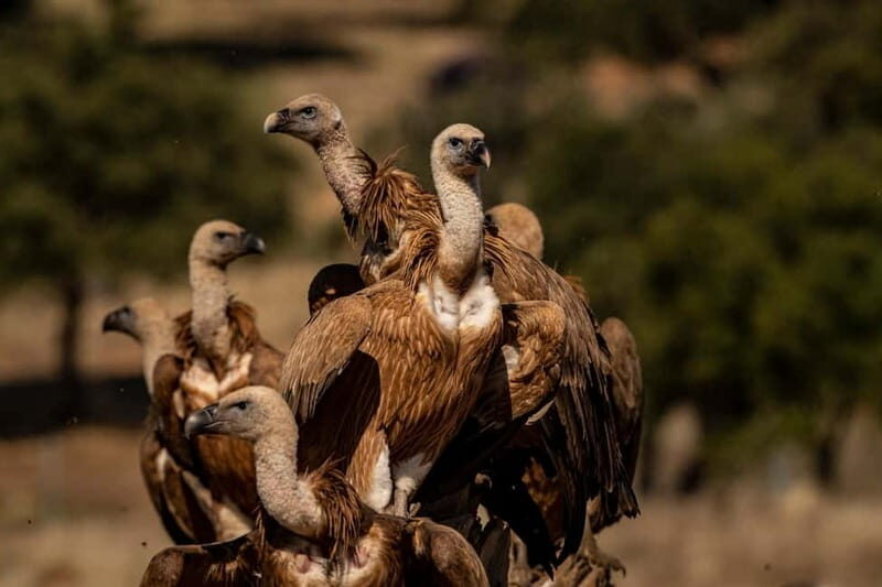 Cáceres: Monfrague Wildlife Full-Day Tour - Key Points