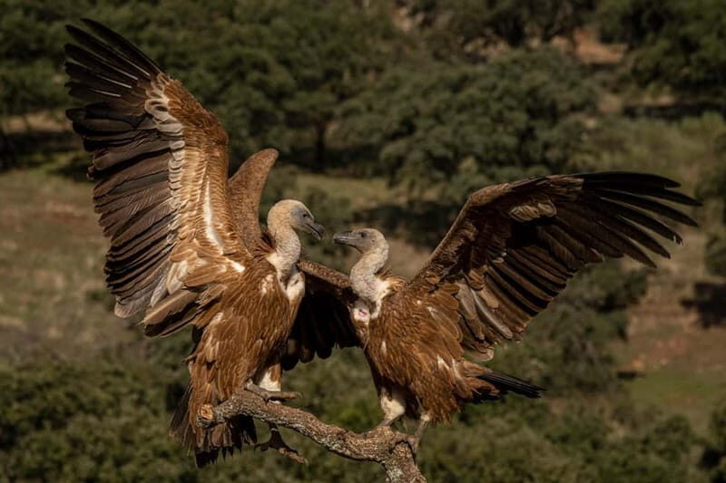 Cáceres: Monfrague Wildlife Full-Day Tour - Who is This Tour Best For?