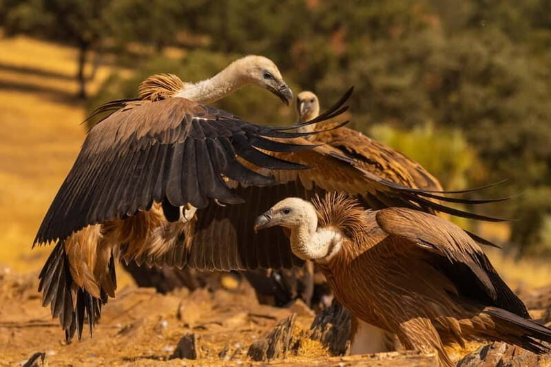 Cáceres: Monfrague Wildlife Full-Day Tour - FAQ
