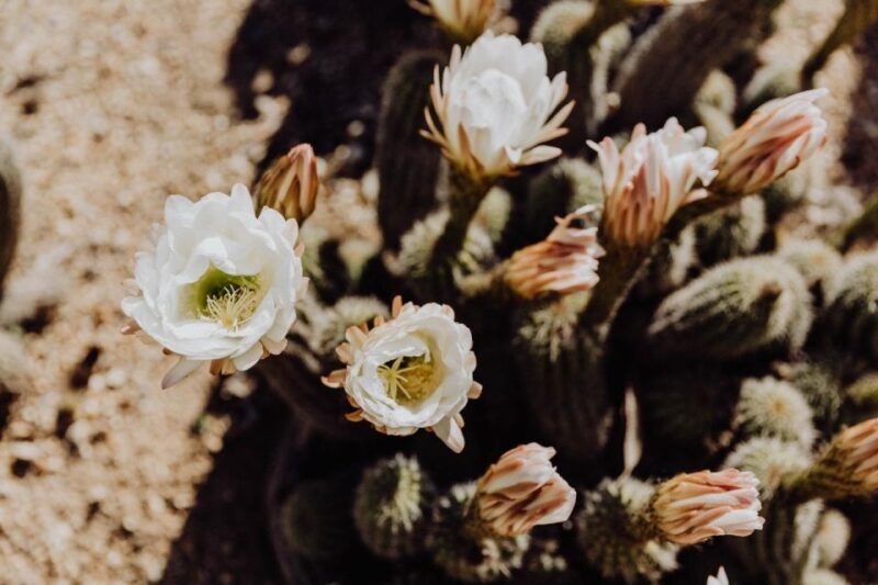 Cactus Country: Entry Ticket - Exploring Cactus Country: Entry Ticket