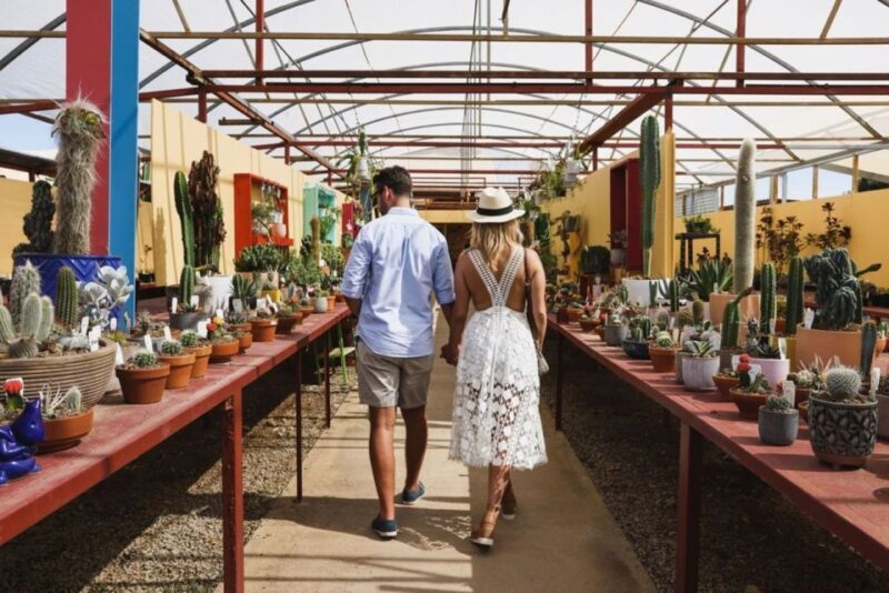 Cactus Country: Entry Ticket - Key Points