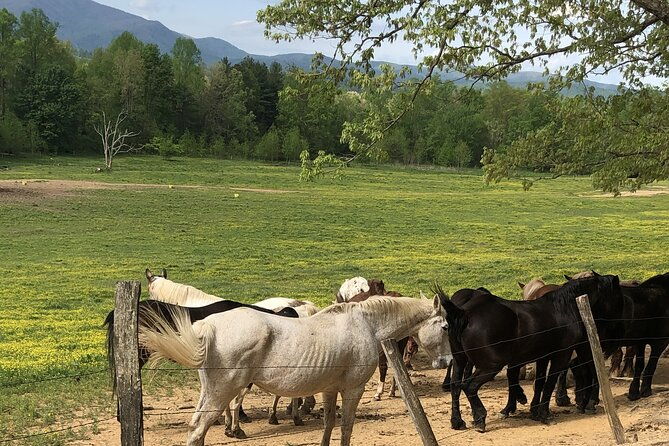 cades-cove-jeep-tour