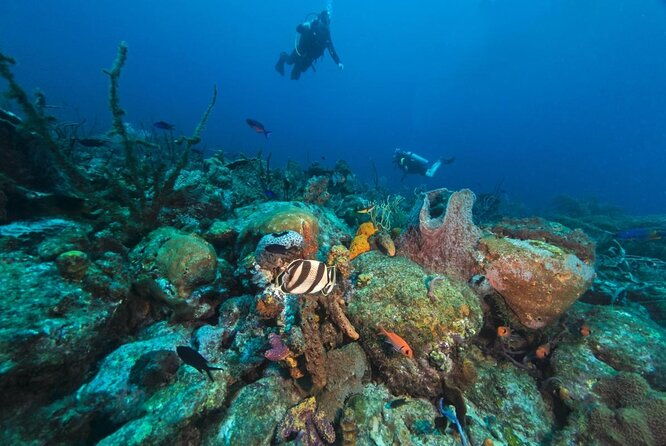 cades-reef-snorkel-cruise-from-st-johns-antigua