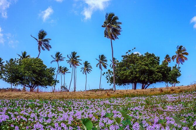 cades-reef-snorkel-cruise-from-st-johns-antigua