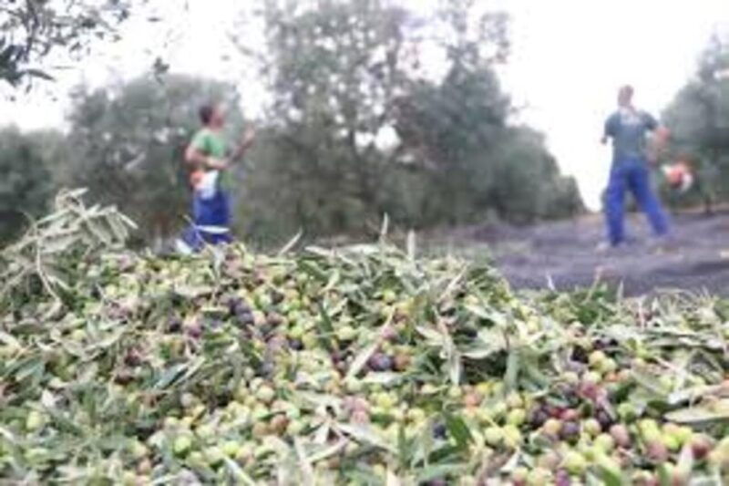 cadiz-countryside-finca-ecological-wine-tasting