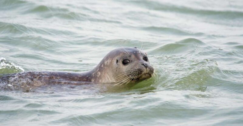 cadzand-seal-discovery-boat-tour-with-glass-of-champagne
