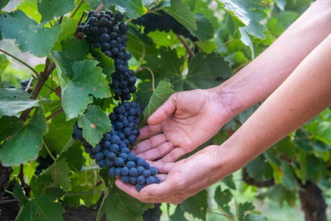 cafayate-wine-trail-excursion-explore-saltas-vineyards