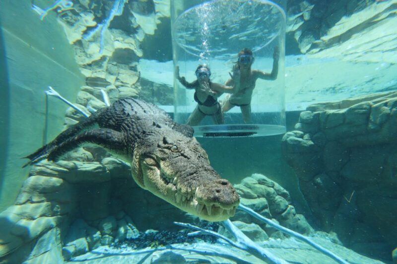 "Cage Of Death" Crocodile Swim and Entry to Crocosaurus Cove - The Experience in Detail