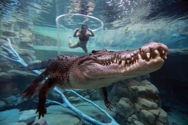 "Cage Of Death" Crocodile Swim and Entry to Crocosaurus Cove - Practical Tips for Visitors