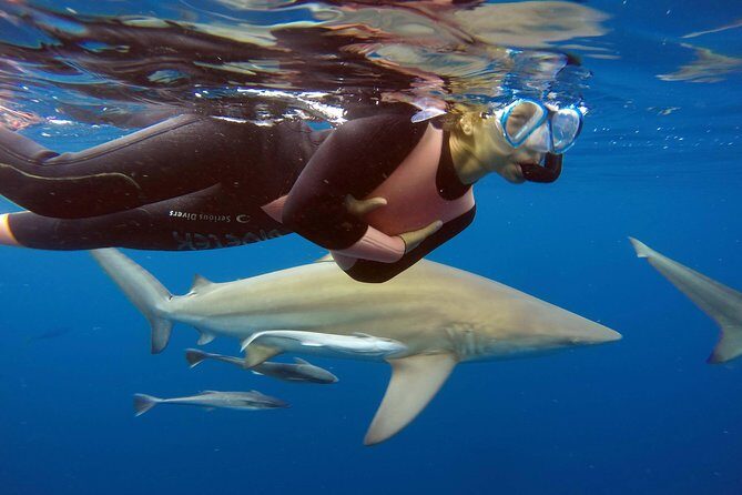 Caged and Cageless Shark Snorkelling on Durban's Aliwal Shoal - Key Points