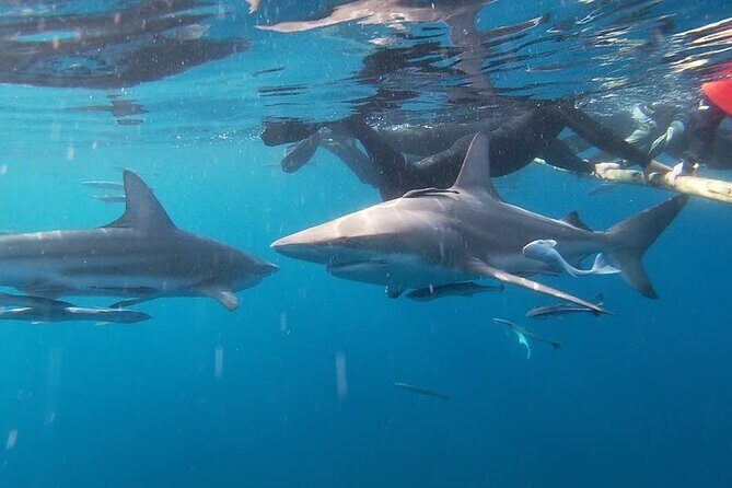 Caged and Cageless Shark Snorkelling on Durban's Aliwal Shoal - Why You’ll Love Snorkeling with Sharks on Aliwal Shoal
