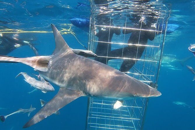Caged and Cageless Shark Snorkelling on Durban's Aliwal Shoal - Who Should Consider This Tour?