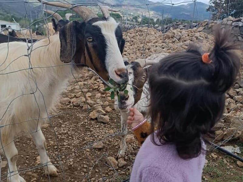 Cagliari: Blue Zone Experience Day Trip - FAQ