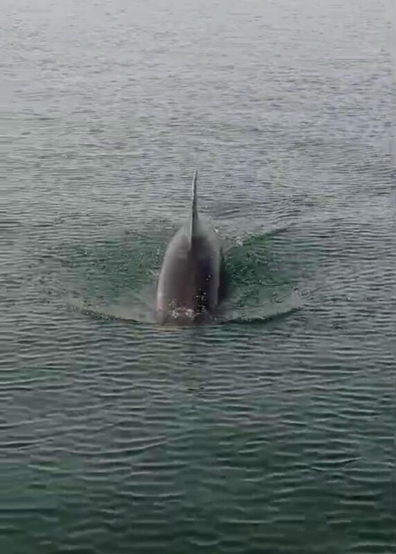 cagliari-boat-tour-to-the-gulf-of-and-its-coves-snorkeling