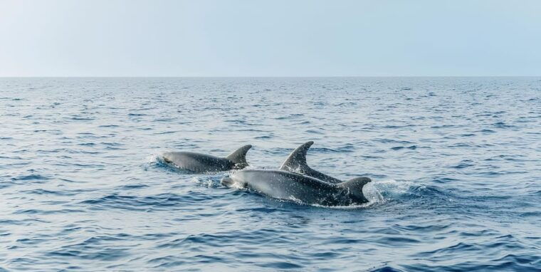 cagliari-devils-saddle-boat-tour-with-spritz-and-chips