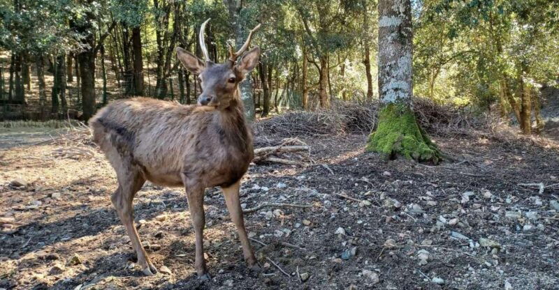 cagliari-hiking-on-the-deers-trail-in-sette-fratelli-park