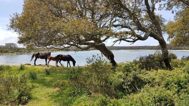 cagliari-nuraghe-barumini-and-giara-park-with-wine-tasting