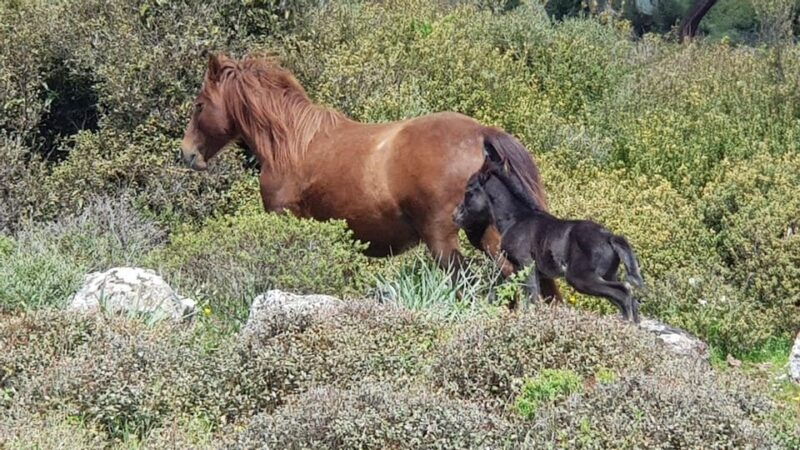 cagliari-nuraghe-barumini-and-giara-park-with-wine-tasting