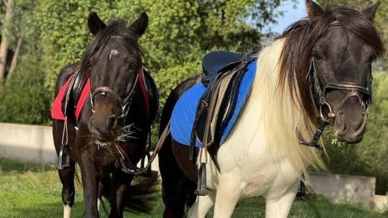 Cagliari: panoramic horseback riding - FAQ: Your Questions Answered