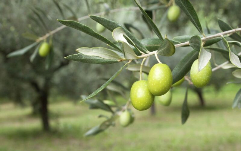 cagliari-wine-cheese-and-olive-oil-tasting-experience