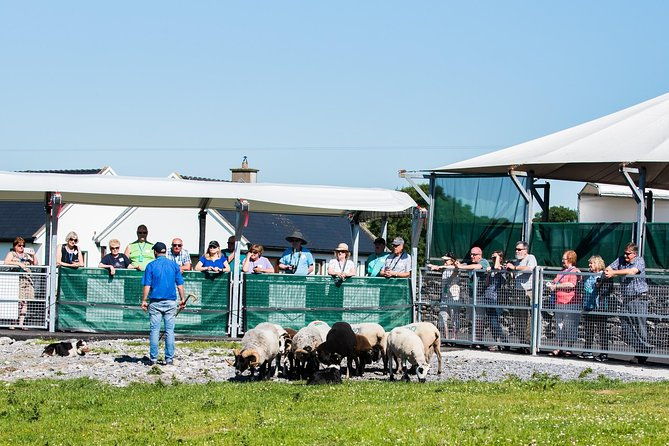 caherconnell-fort-sheepdog-demonstrations