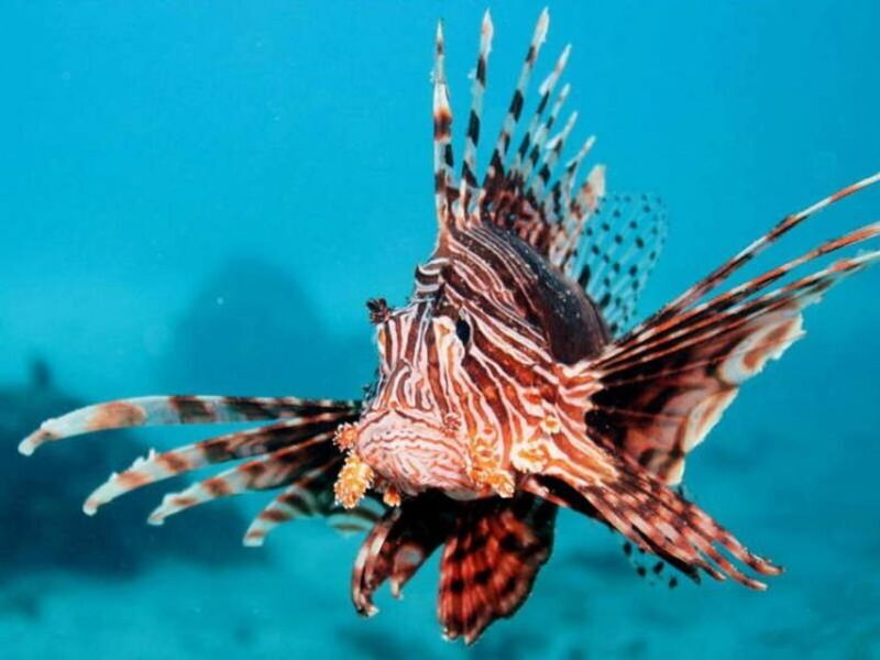 Cairns: 2-Day Great Barrier Reef Dive and Snorkel Boat Trip - An Overview of the Experience
