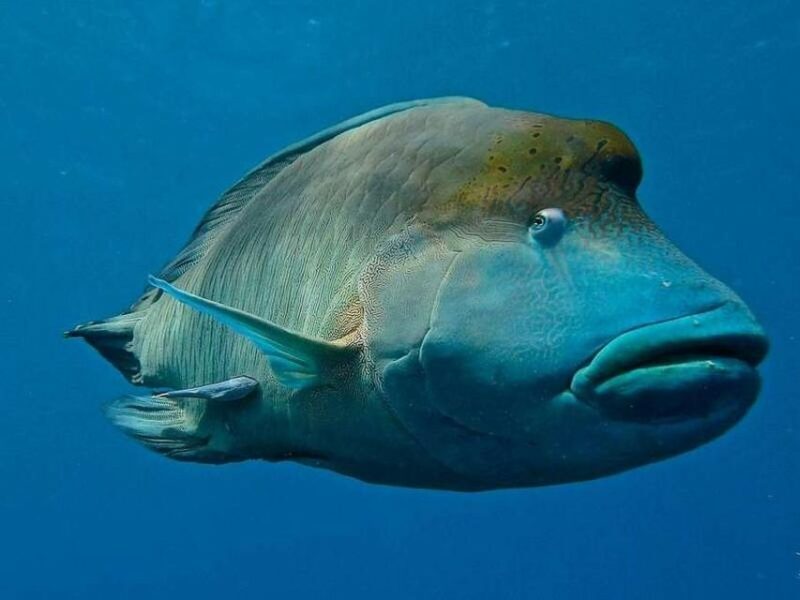 Cairns: 2-Day Great Barrier Reef Dive and Snorkel Boat Trip - Marine Encounters: What Youll See