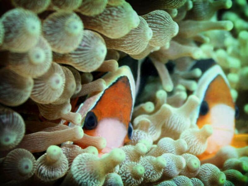 Cairns: 2-Day Great Barrier Reef Dive and Snorkel Boat Trip - Why Choose This Experience?